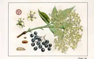 illustrations of Elderberry plant